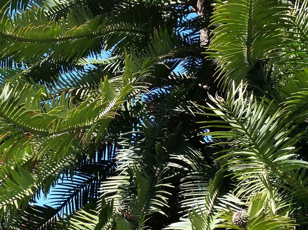 Mt Buffalo Olives-Porepunkah必去景点