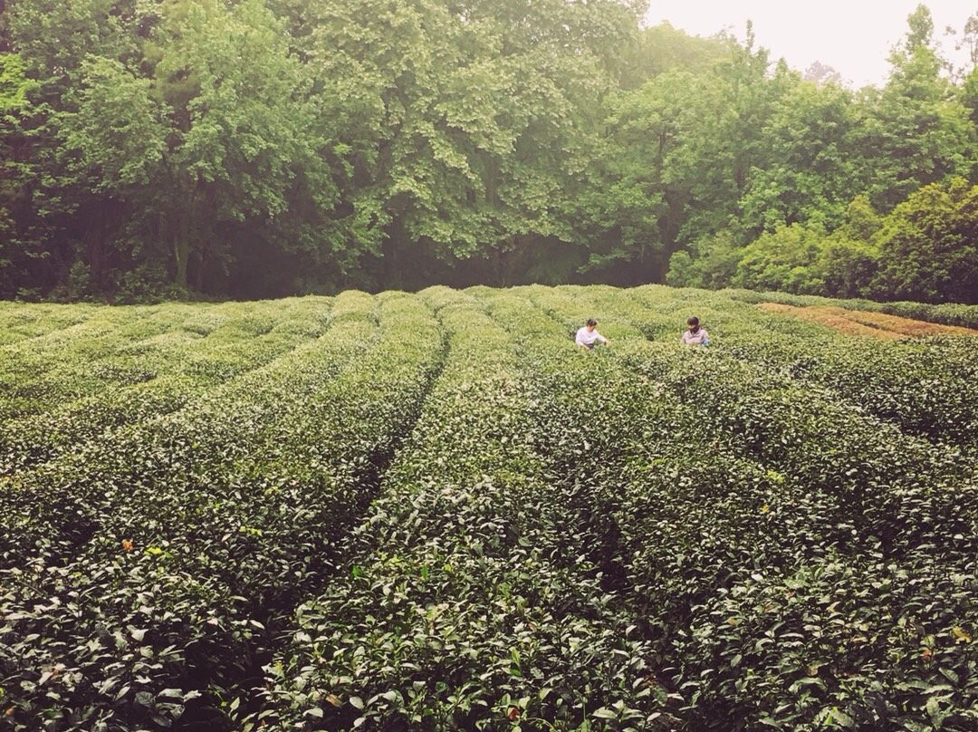 杭州殊胜龙井酒店（西湖灵隐店）主图