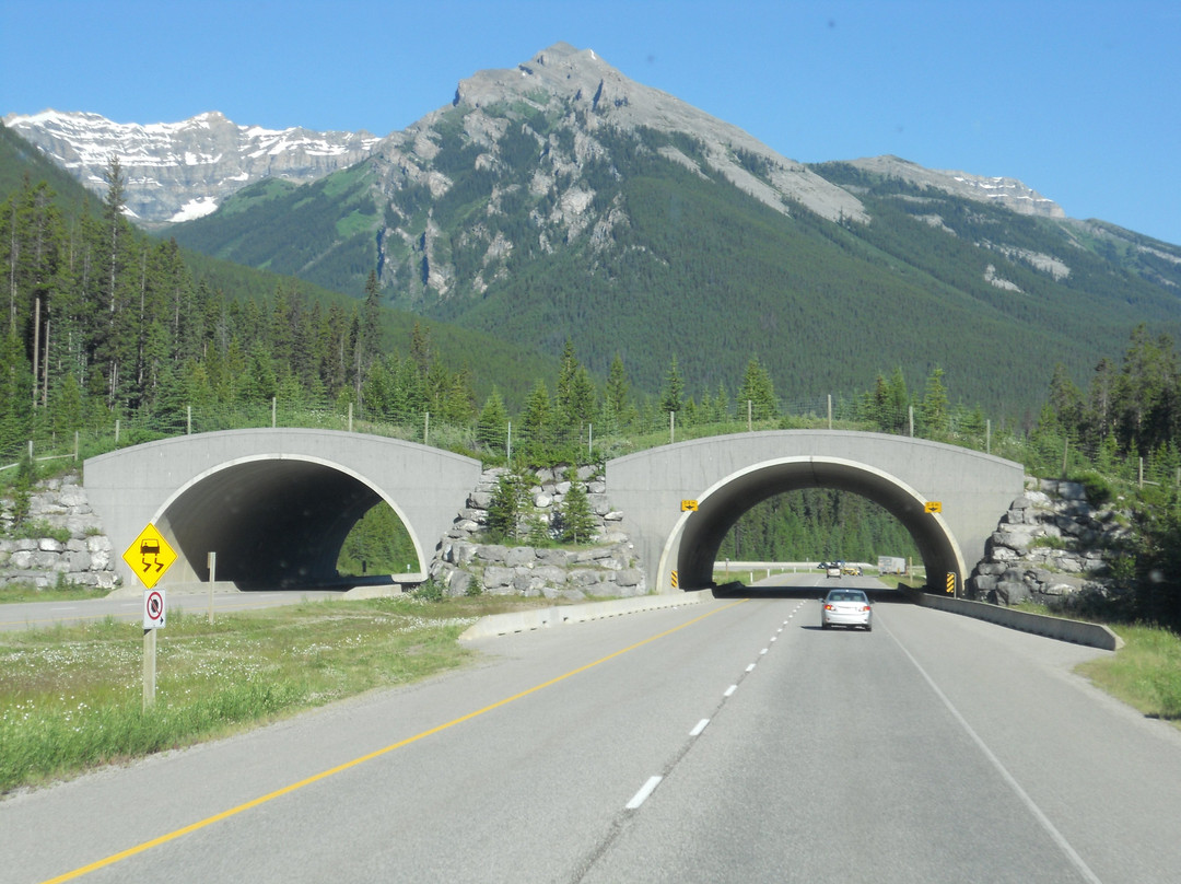 RTB Tours-卡尔加里必去景点