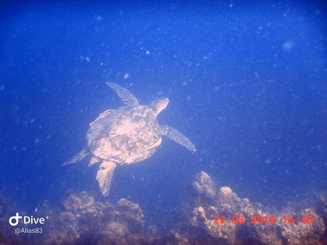 Dive Spot Asia & Brumini Beach Resort主图