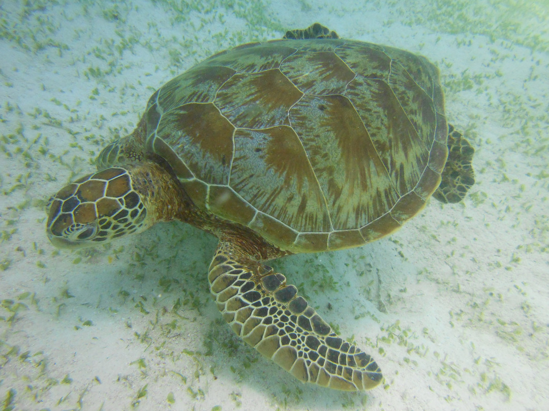 Equation Dive & Travel Different-邦劳岛必去景点