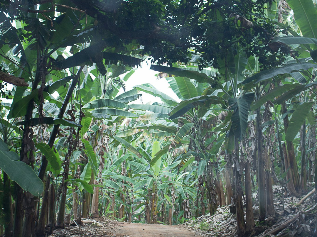 Parque Municipal do Goiapaba-Açu景点图片