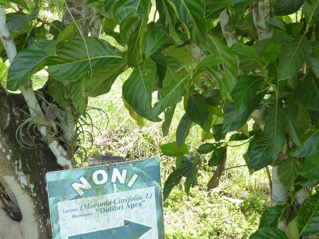 Commewijne River-帕拉马里博必去景点