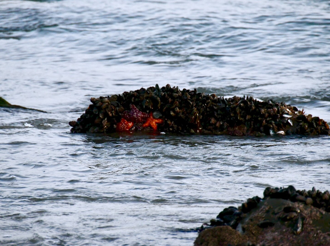 Carbon Beach景点图片