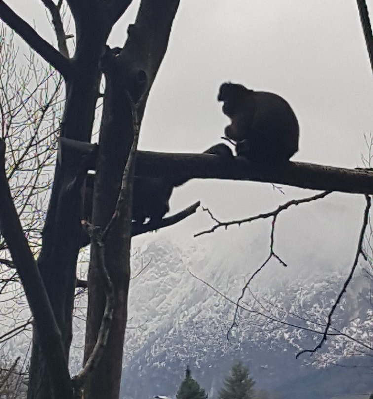 Zoo Salzburg景点图片