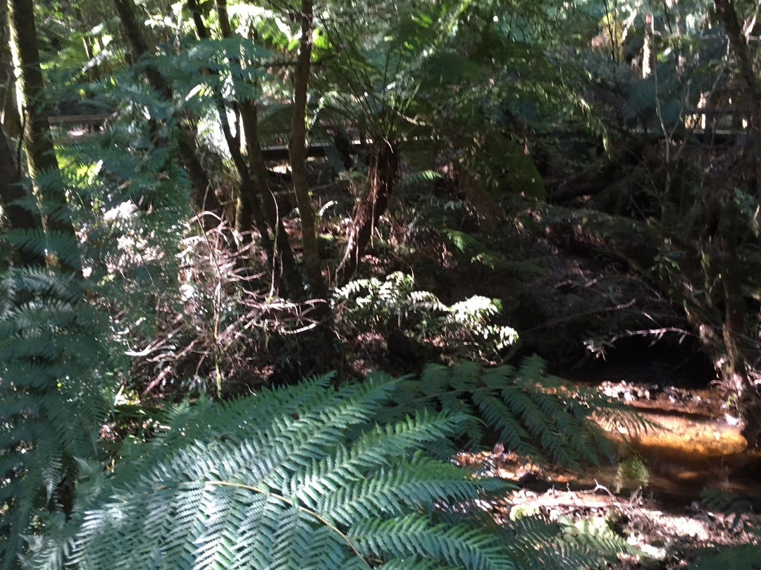 Wirrawilla Rainforest Walk景点图片