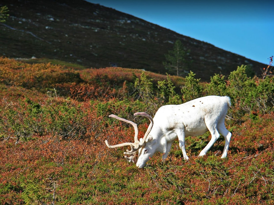 Pallastunturi Visitor Centre-Muonio必去景点