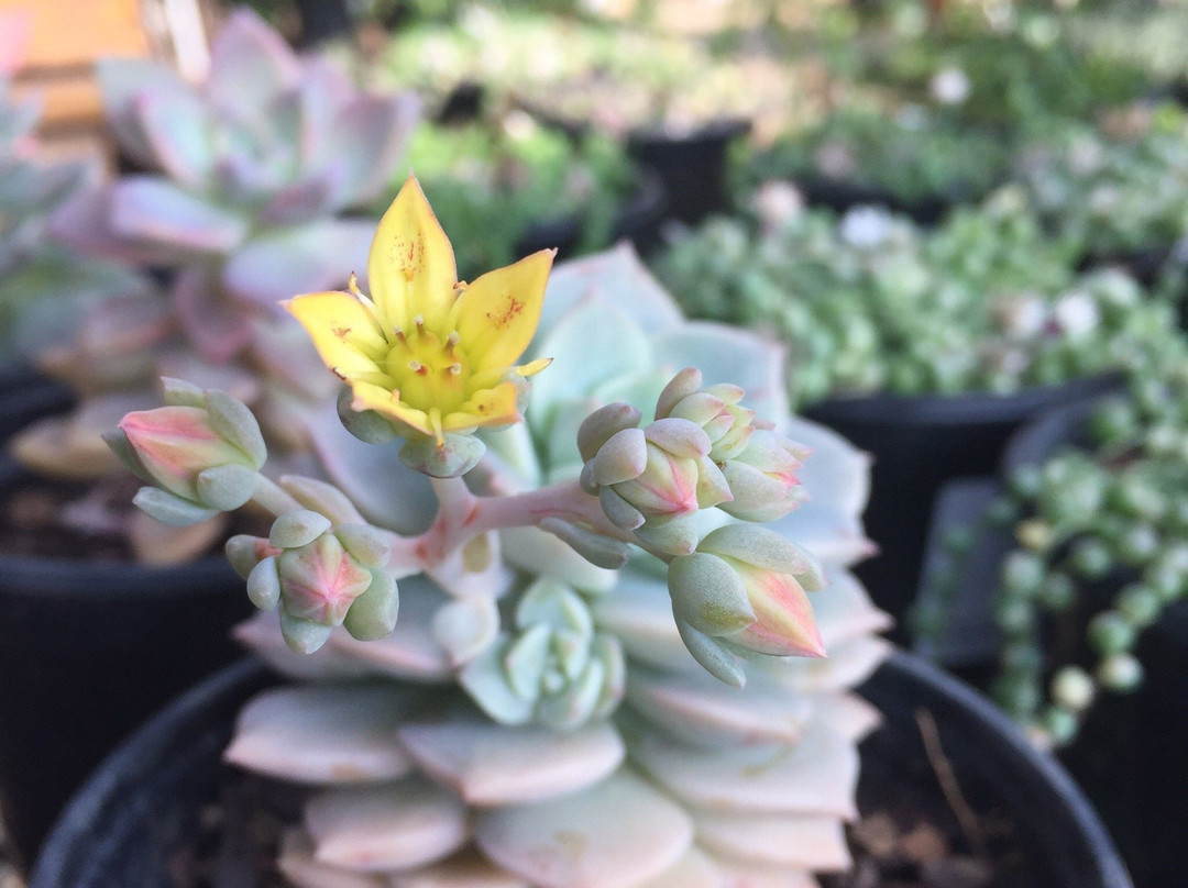Marvellous Orchid景点图片