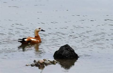 Kuyucuk Lake Wild Life Reserve景点图片