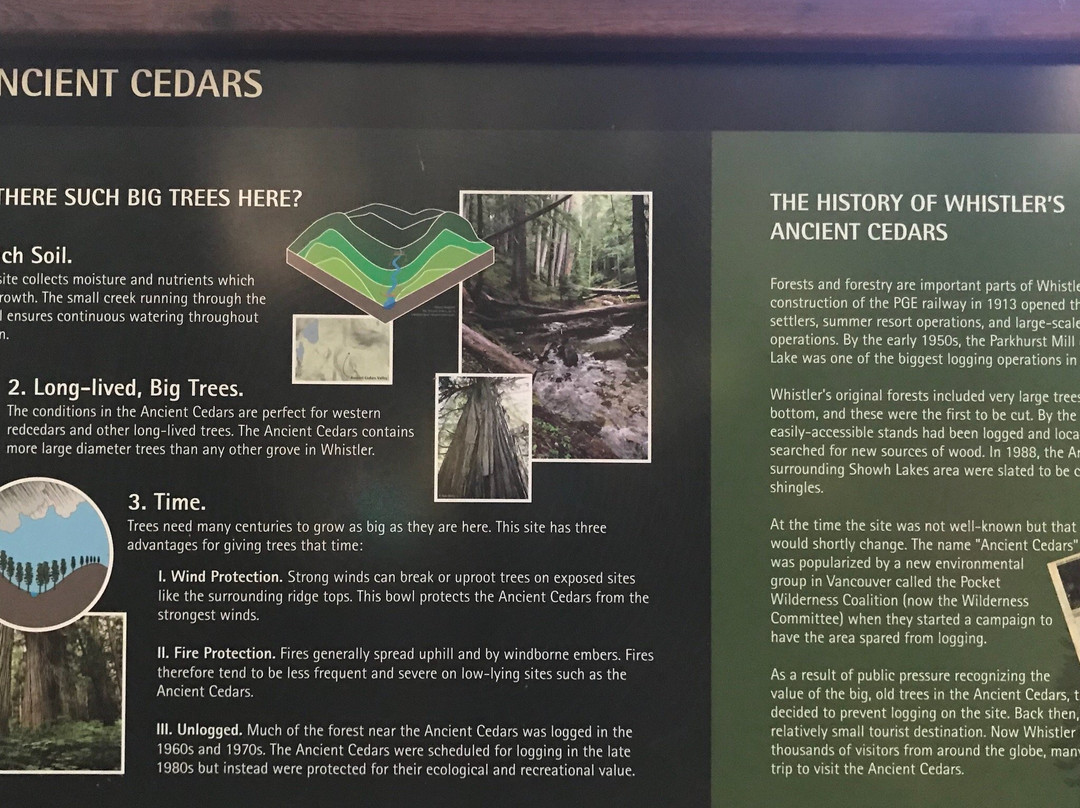 Ancient Cedars Trail-惠斯勒必去景点