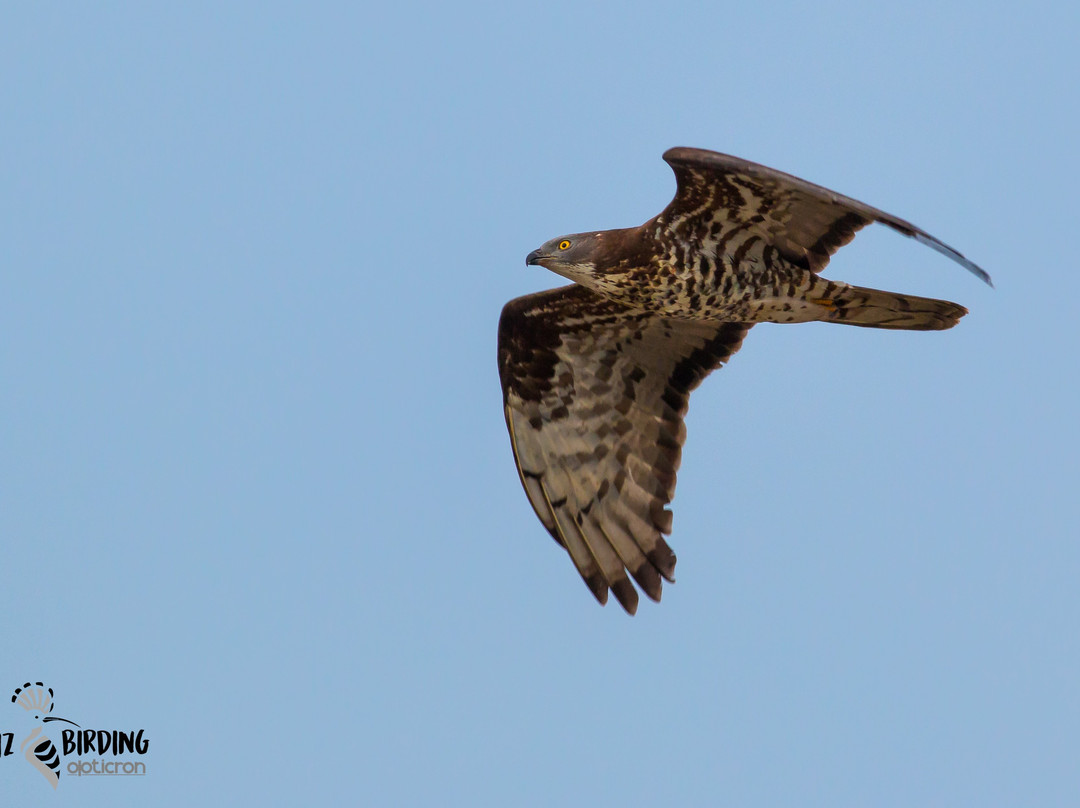 Cadiz Birding-塔里法必去景点