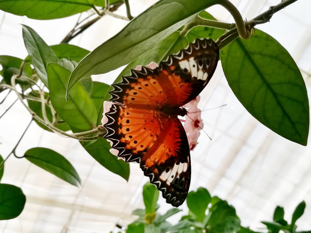 Butterfly House Elbauenpark景点图片