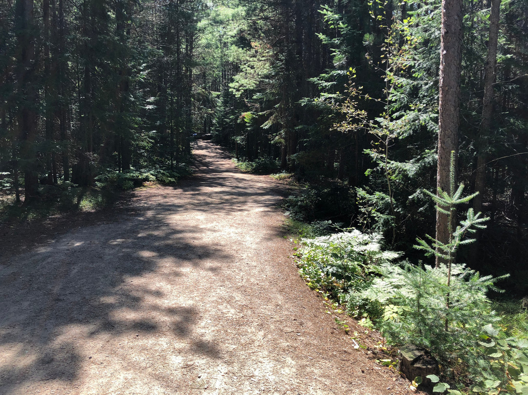 Algonquin Park景点图片