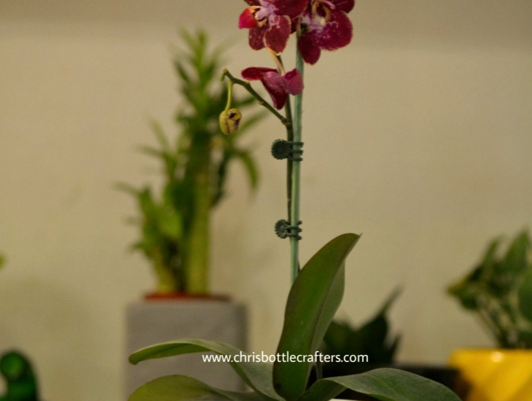 Chris Bottle Crafters Indoor Home Garden景点图片