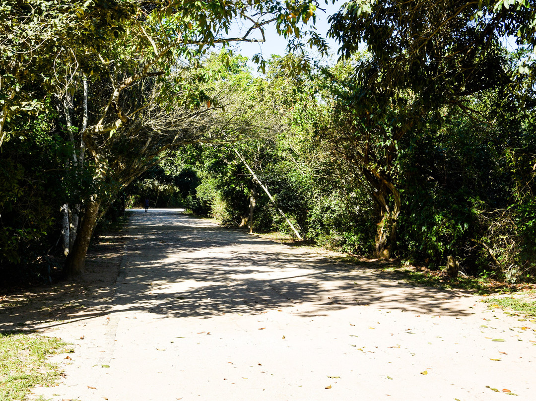 Bosque da Barra景点图片