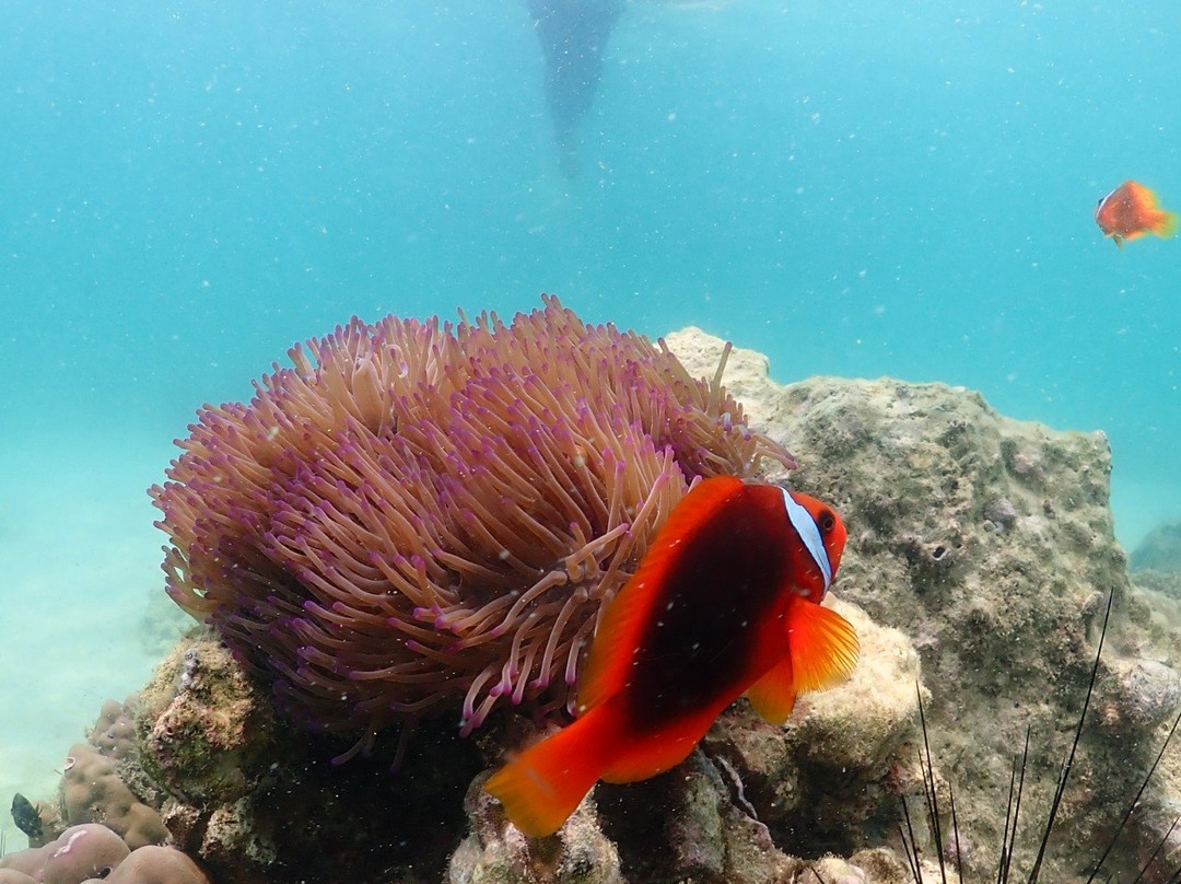 Samaesarn Snorkeling Trip景点图片