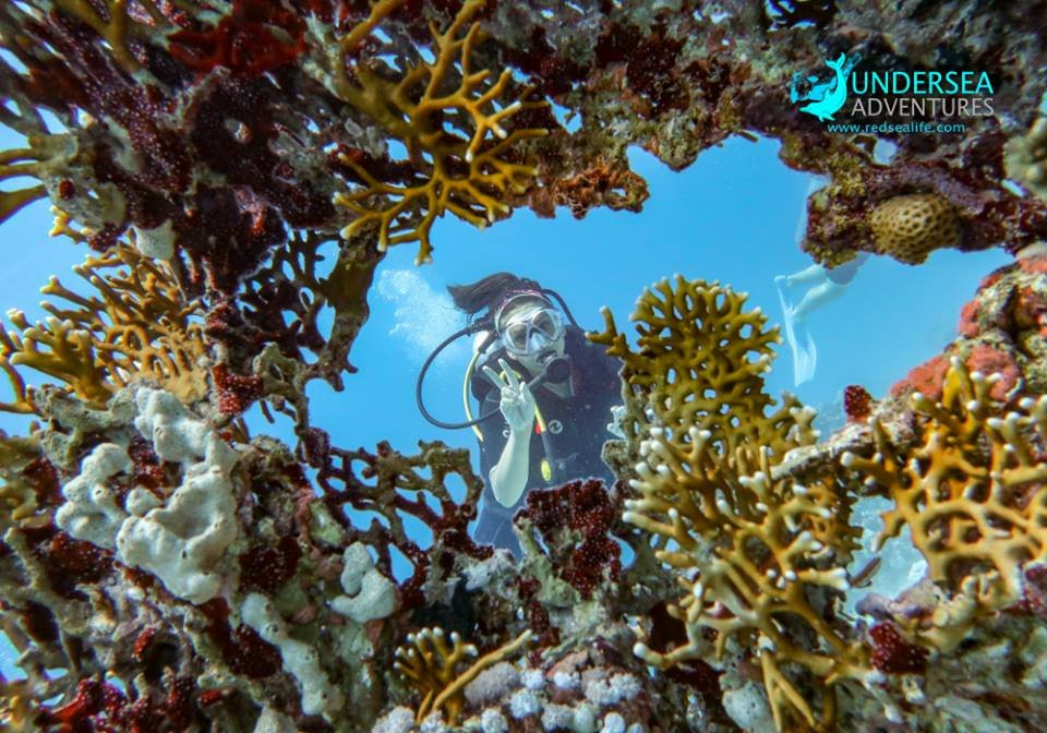 Red Sea Life Diving Center景点图片