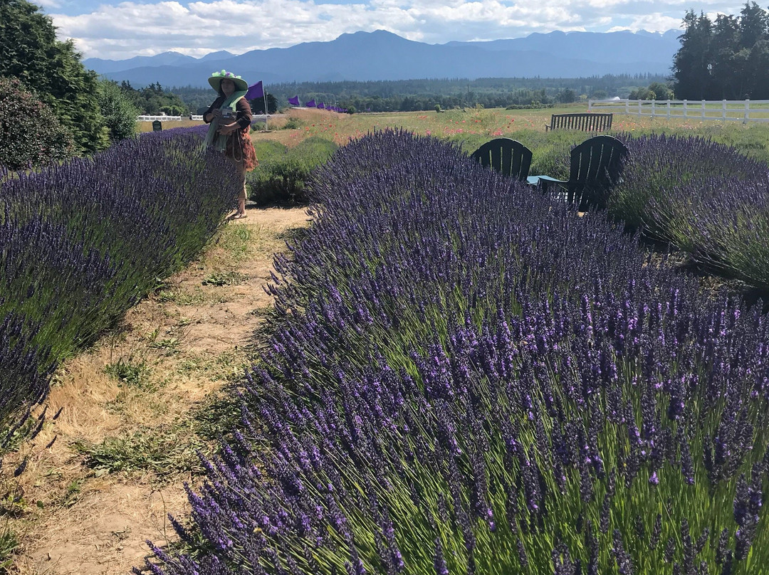 Washington Lavender景点图片
