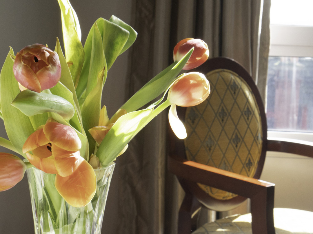 Areca Launceston主图