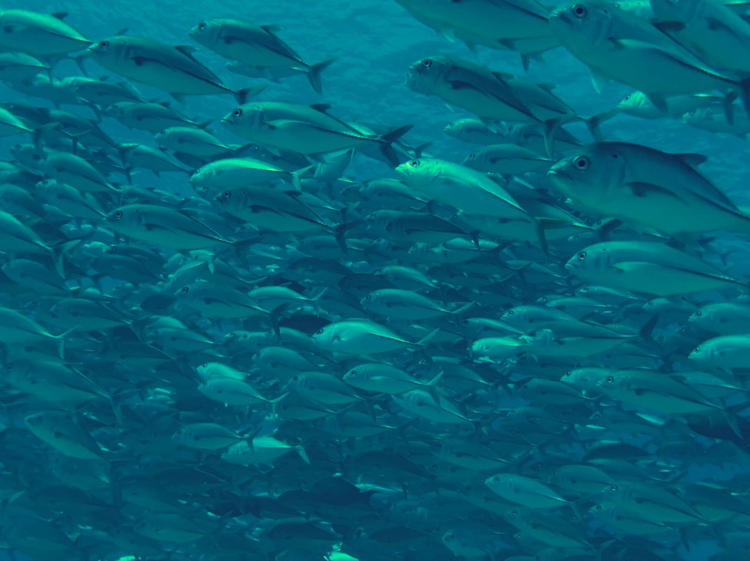 Raie Manta Diving Tikehau-Tuherahera必去景点