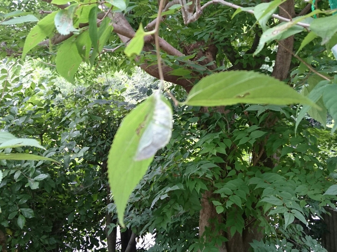 Village of Butterfly Park-岚山町必去景点