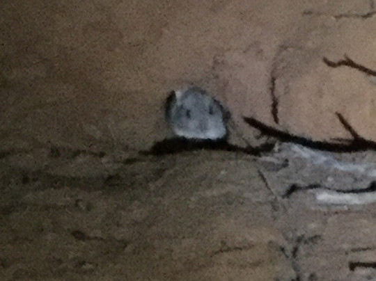 Arid Recovery-Roxby Downs必去景点