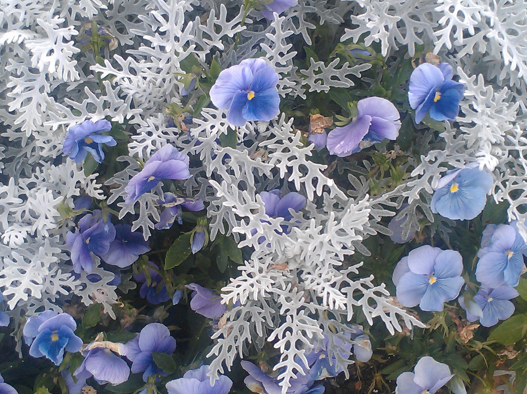 Indigo Sky Hotel主图