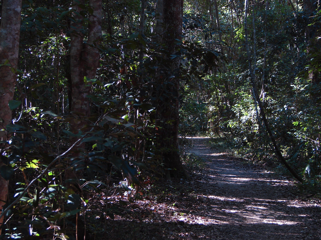 Iluka Rainforest Walking Track景点图片