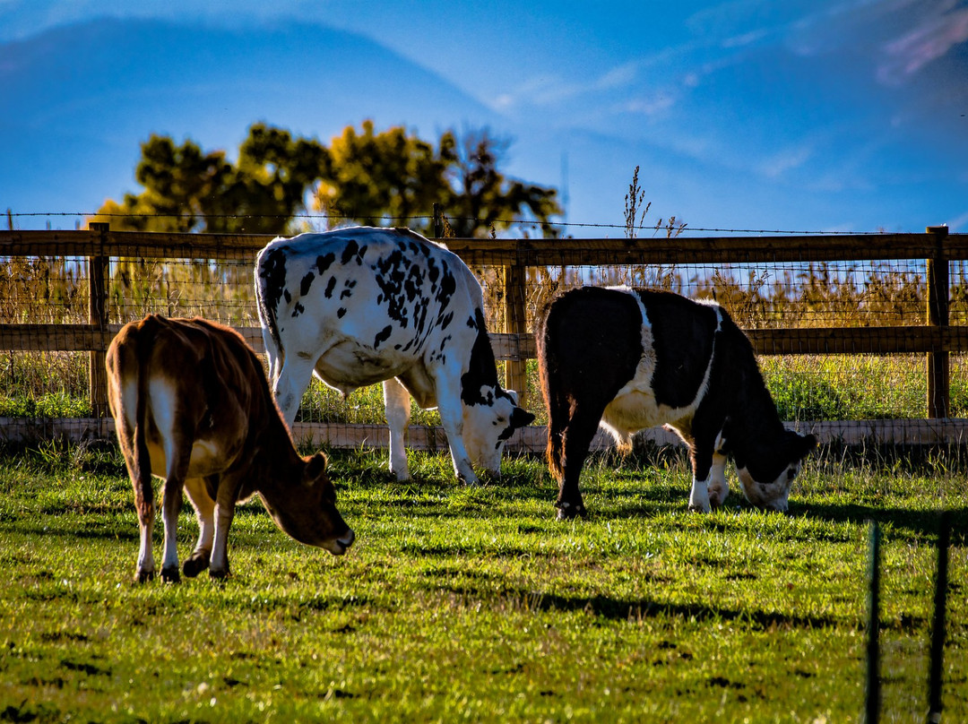 Luvin Arms Animal Sanctuary-Erie必去景点