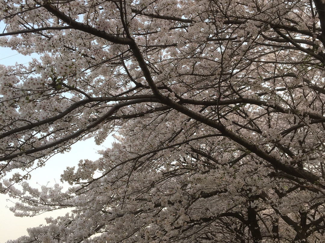 Mihashi Sogo Park景点图片