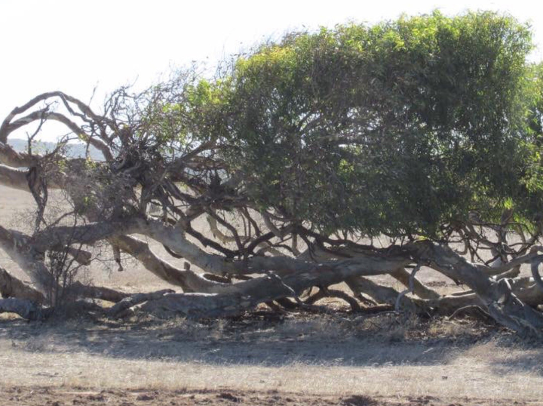 The Leaning Trees景点图片