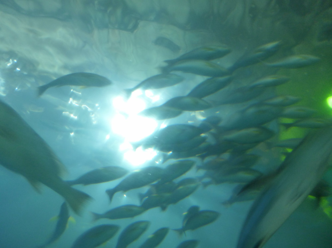 东牟娄郡旅游景点-Kushimoto Marine Park Aquarium