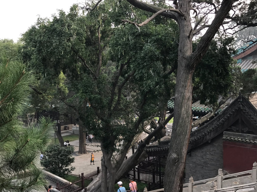 周柏唐槐-太原市必去景点