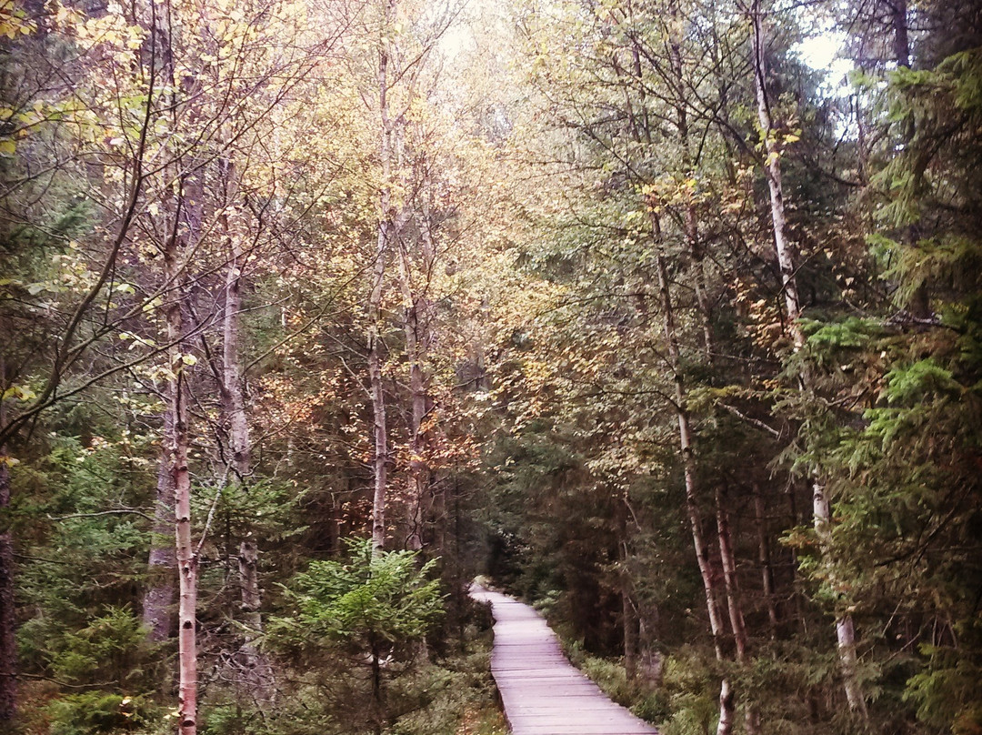 The nature trail. Rejvíz - Mechová jezírka景点图片