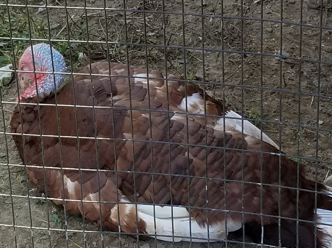 Kinder Farm Park-Millersville必去景点