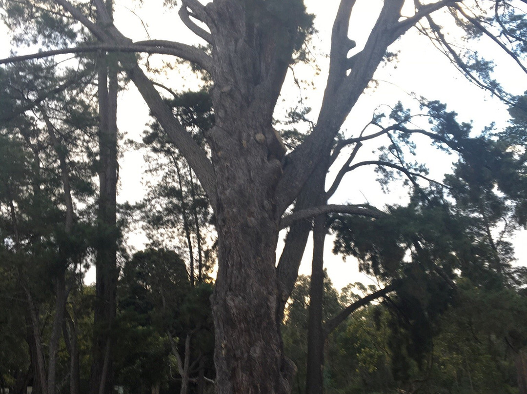 Antonio Park-Mitcham必去景点