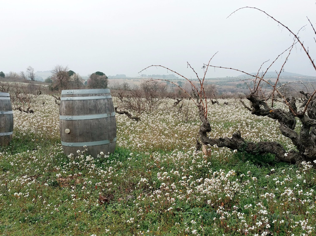 Celler Vermunver景点图片