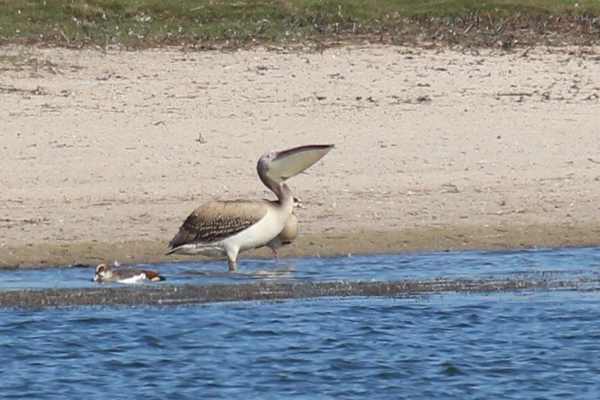 Table View Nature Reserve - Rietvlei Wetlands-Table View必去景点