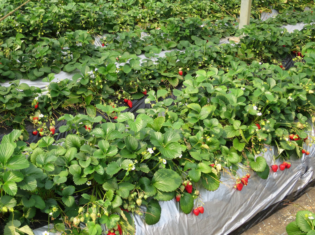 Isoyama Strawberry Farm景点图片