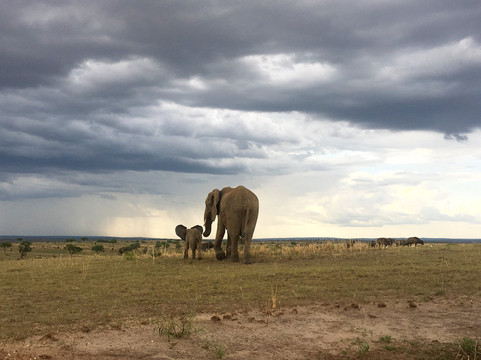 Trevor Tour Safaris Africa