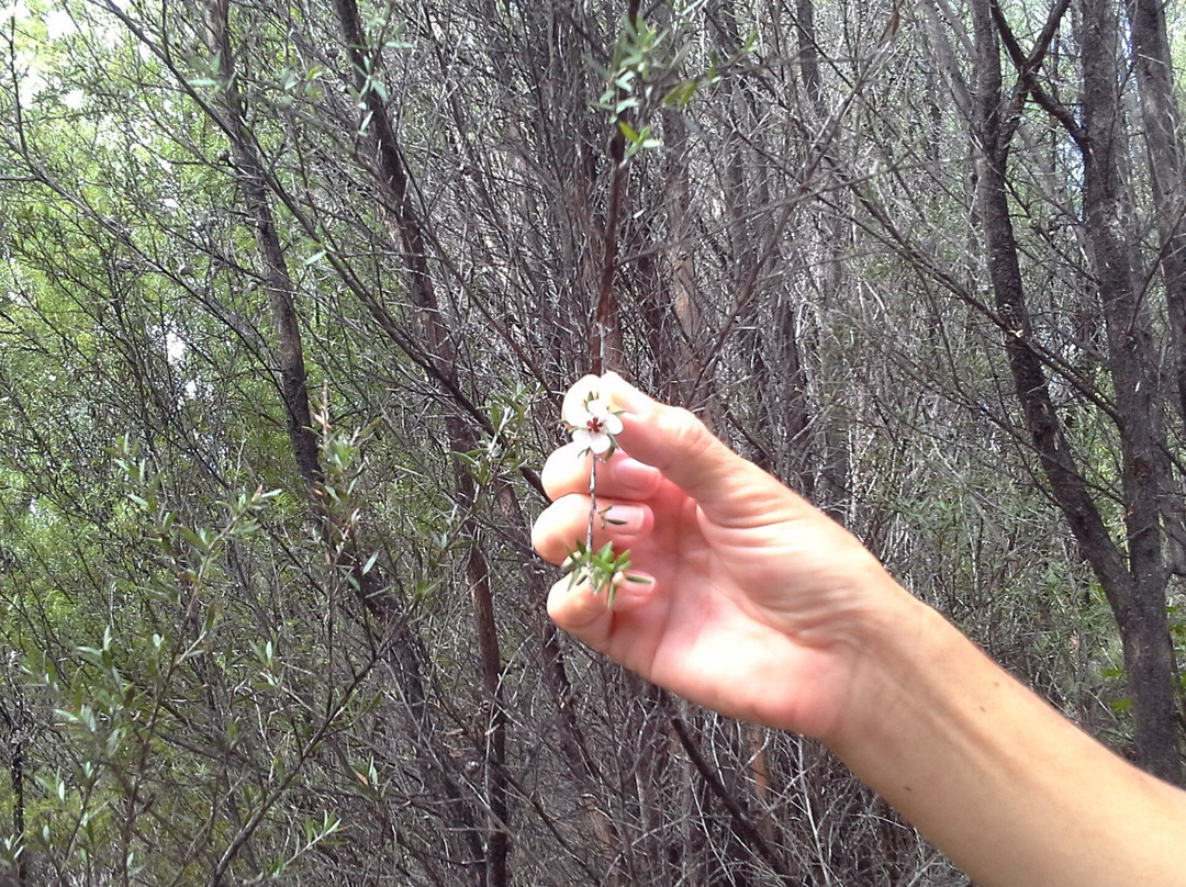 Russell Nature Walks景点图片