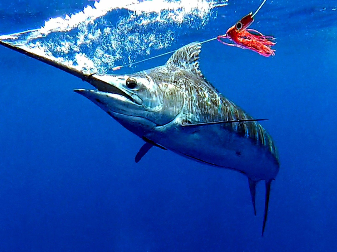 Bahia Sportfishing Ltda