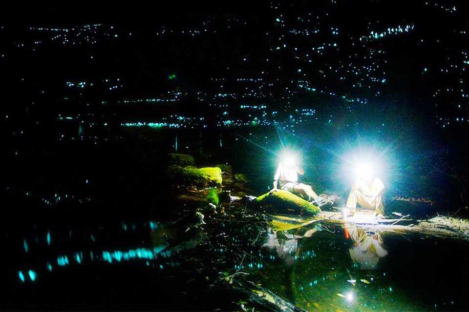 Blue Mountains Glow Worm Tours景点图片