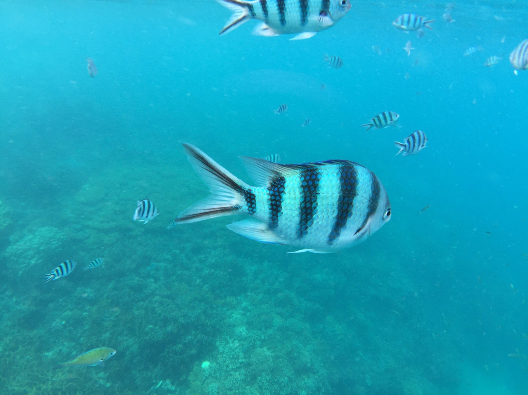 The Barat Dive Center Perhentian景点图片