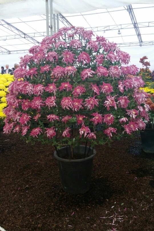 Iksan Jungang Cheyuk Park-益山市必去景点