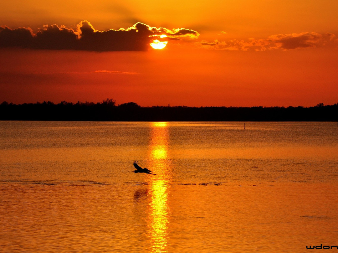 Indian River County wetlands-维罗海滩必去景点
