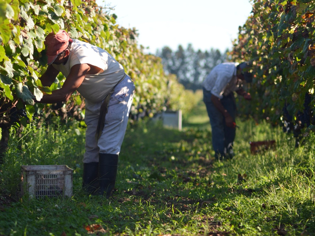 Ruta Del Vino Carmelo-Carmelo必去景点