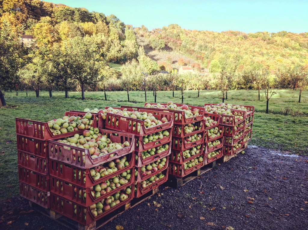 Ampleforth Abbey Orchards景点图片