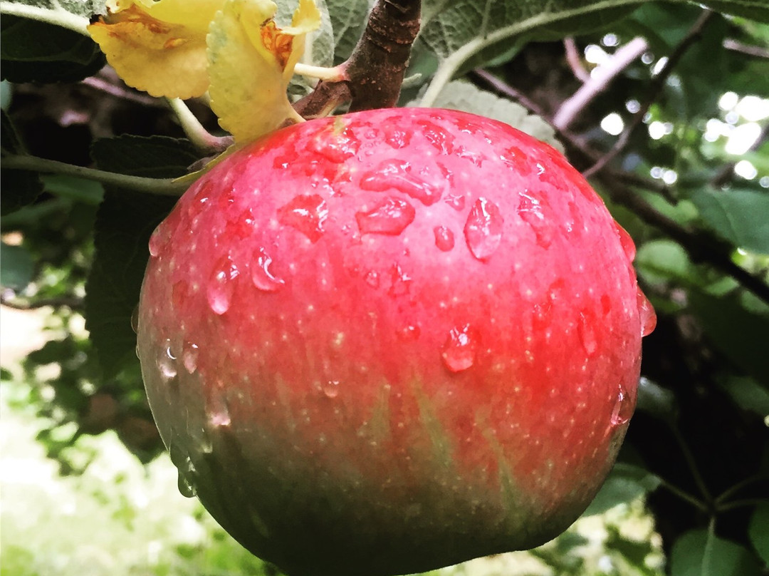 Barden Family Orchard-North Scituate必去景点