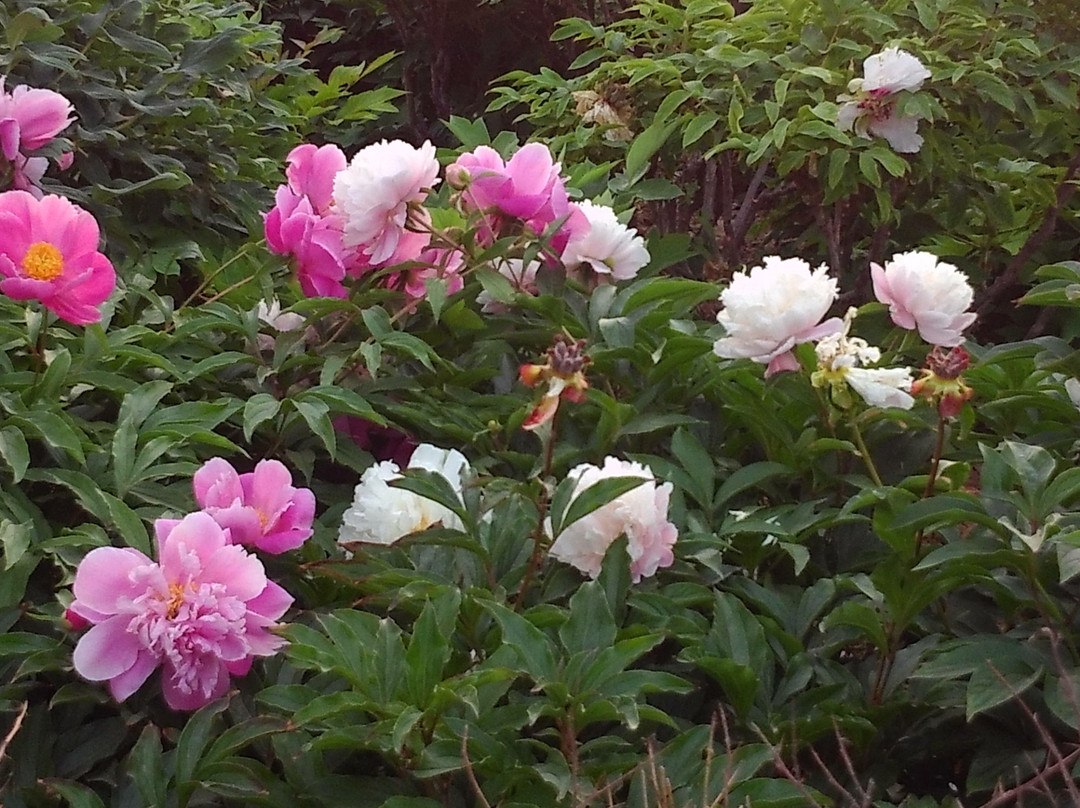 菏泽曹州牡丹园-曹县必去景点